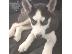 PoulaTo: Καθαρόαιμο σιβηρικό χάσκυ κουτάβι - Pure-bred siberian husky puppy...